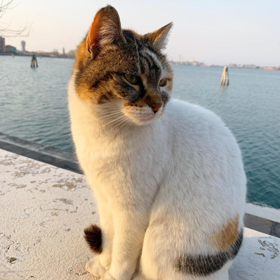 Sepa Chioggia Calle Moretti Eksteriør bilde